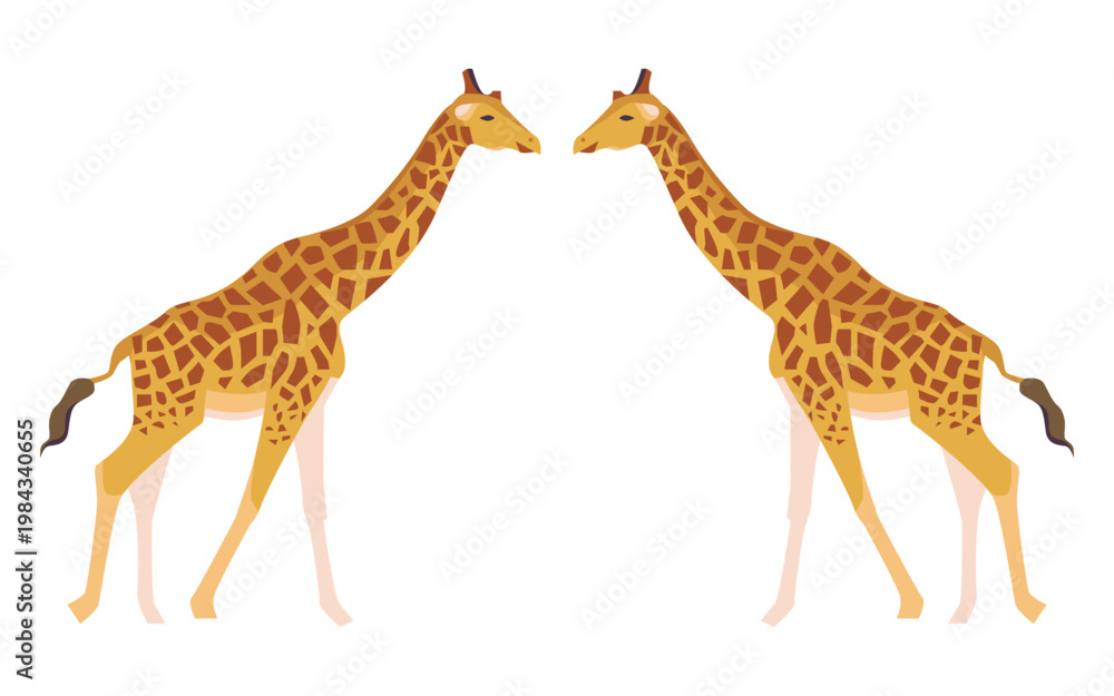 Obraz premium An isolated illustration of pair of giraffes (genus Giraffa) over a white background - large African hoofed mammals with highly recognizable spotted coat patterns, they are the tallest living animals 