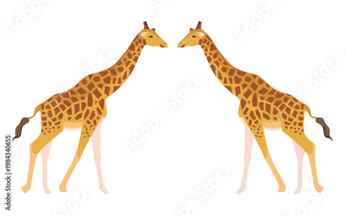 An isolated illustration of pair of giraffes (genus Giraffa) over a white background - large African hoofed mammals with highly recognizable spotted coat patterns, they are the tallest living animals 