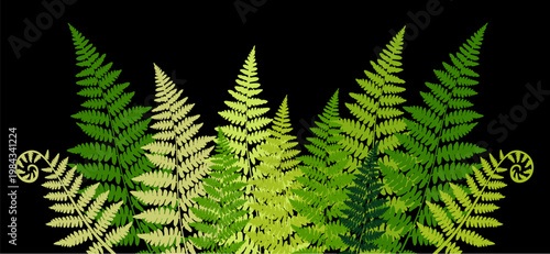 Seamless horizontal vector pattern of fern bushes. Blooming of the fern. Poster, frame, greeting card with flower leaves and place for text. 