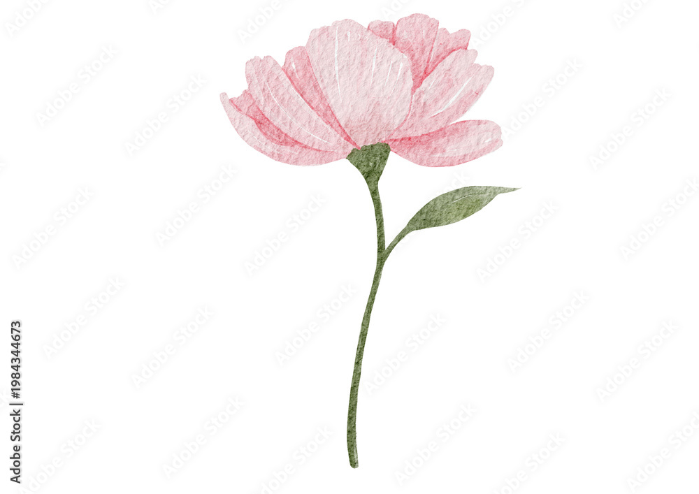 Fototapeta premium Pink Watercolor Flower with Leaf on Black Background – Hand Painted Botanical Illustration