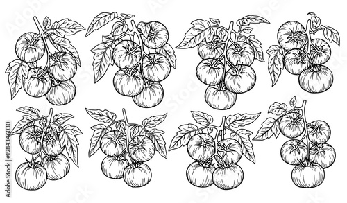 Tomato Plant Vector Set Hanging Tomatoes Vine Organic Farm Illustration
