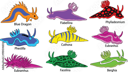 Nudibranch species and colorful sea slug marine gastropod icon set