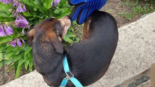 Dog grooming with a brush in a flowering garden.
