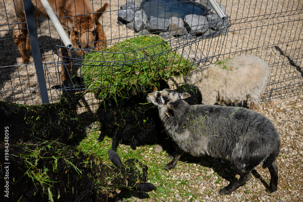 Obraz premium Sheep and alpaca feeding on fresh green grass. Concept of sustainable livestock farming and organic animal husbandry, domestic animals in eco farm paddock, traditional wool production, reserve