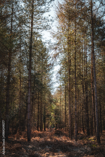 Portrait shot looking up into forest lush green trees and foliage with sunset golden glow during spring 