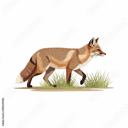 Detailed digital illustration of a red fox walking through a patch of green grass on a white background, showing a side profile view with a bushy tail and realistic fur textures.