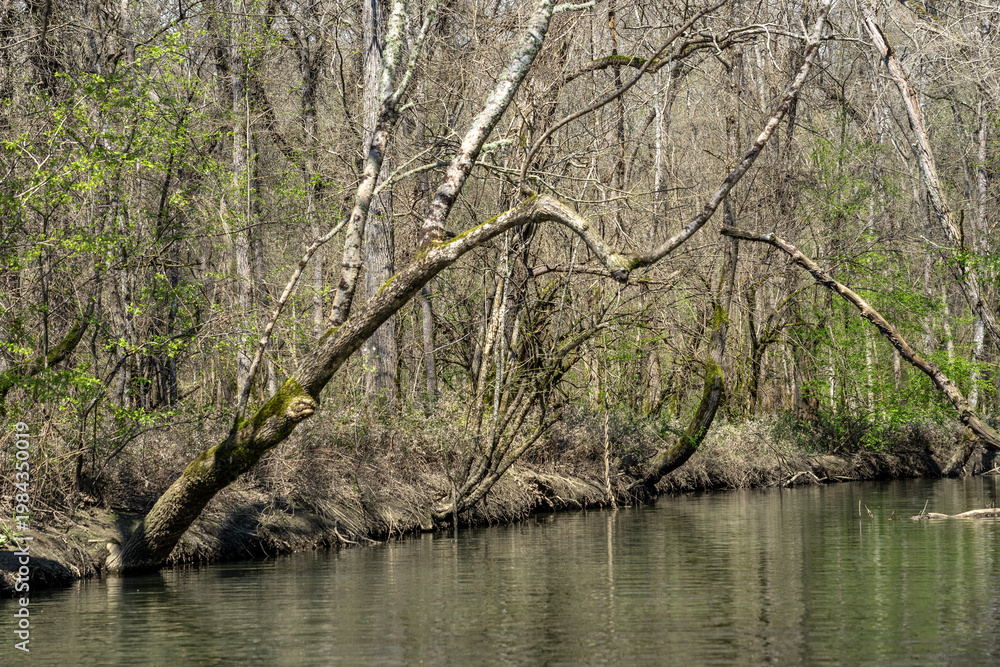 Fototapeta premium River Flowing Through Greening Forest in Early Spring