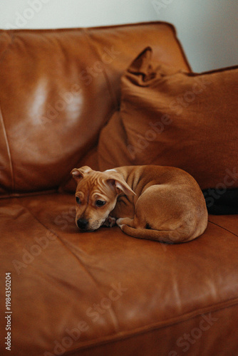 Cachorro sentado en sofá marrón