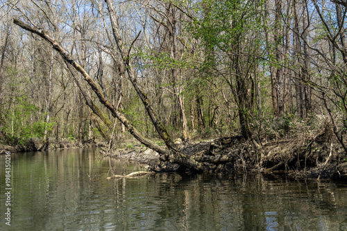 River Flowing Through Greening Forest in Early Spring
