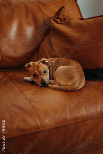 Cachorro sentado en sofá marrón