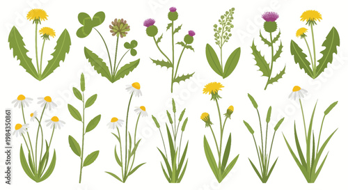 A vibrant collection of wildflowers and foliage including dandelions daisies and thistles presented as a silhouette high quality professional detailed modern