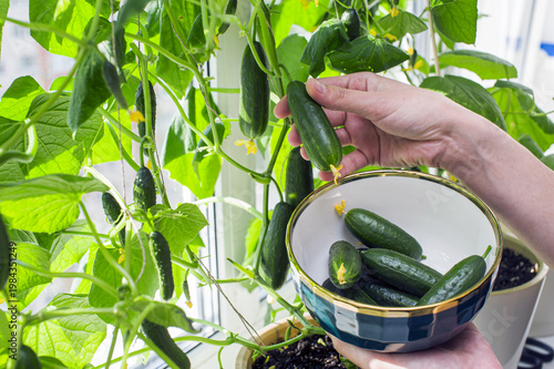 Picking cucumbers from indoor garden in afternoon light in healthy plant arrangement