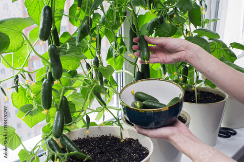 Growing cucumbers indoors in pots by the window with hand picking cucumbers