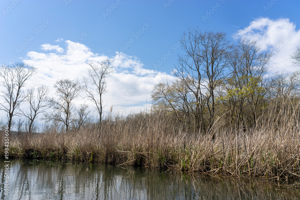 Fototapeta premium Water Channel with Dry Reeds and Bare Trees