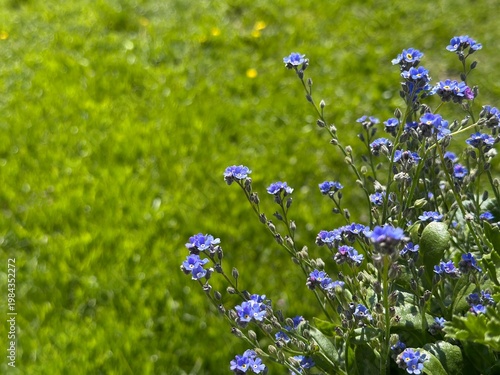 Purple small flowers macro photography nature garden