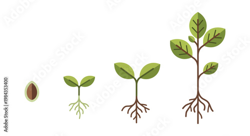 A visual depiction of plant growth stages from seed to sapling presented in a flat graphic style silhouette high quality professional