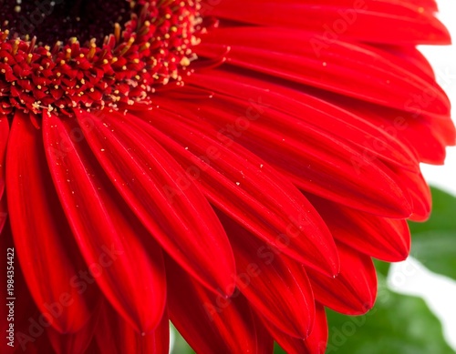 Red Gerbera Closeup.