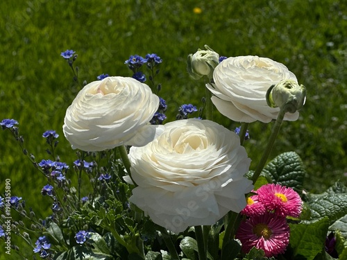White roses in the garden flowers live bouquet closeup macro
