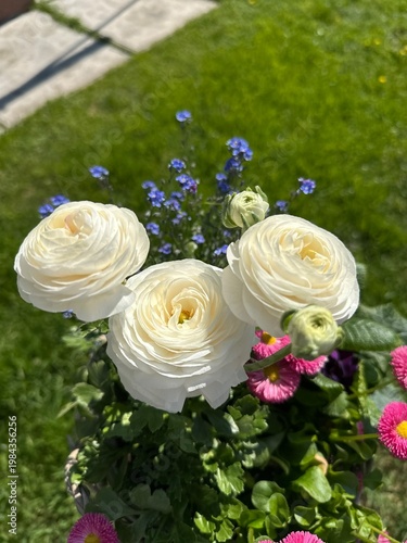 White roses in the garden flowers live bouquet closeup macro