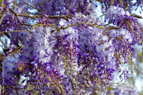 Purple Wisteria sinensis Fl...