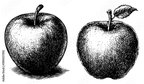Apple fruit sketch vector illustration, Hand drawn vintage style engraved apples collection isolated on white background