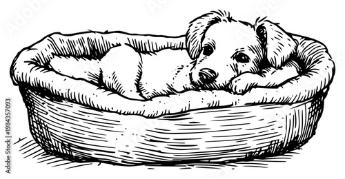 Puppy lying in dog bed sketch vector, Hand drawn cute pet animal sleeping in basket illustration, Vintage engraved style canine art