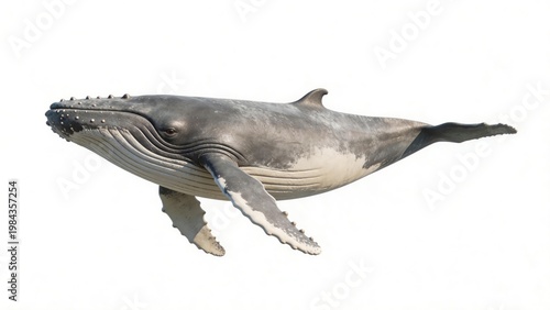 Gray whale in white background
