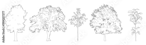 Set of oak trees in elevation view for use in architectural drawings - isolated on transparent background