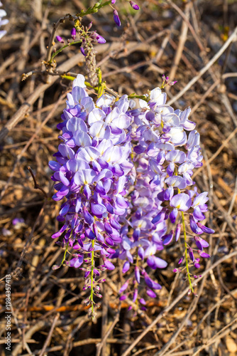 Purple Wisteria sinensis Fl...