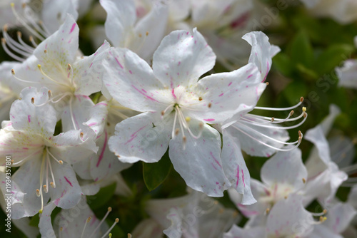 白とピンクのツツジ