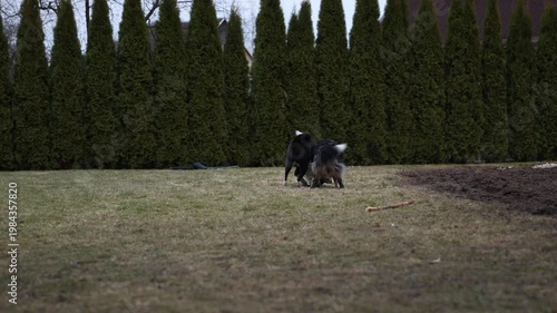 Two dogs wrestle on lawn in fenced yard with evergreen hedge. Two dogs wrestle on lawn in fenced yard with evergreen hedge. Merle and dark dogs roll, bite, and paw near stick and small bucket.