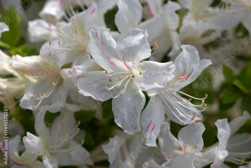 白とピンクのツツジ