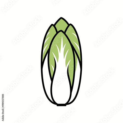 Chicory Endive Vegetable Vector Illustration Isolated on White