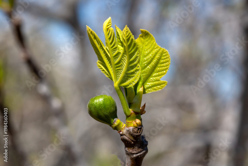 Fresh Young Fig Leaves and ...