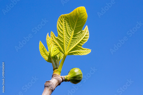 Fresh Young Fig Leaves and ...