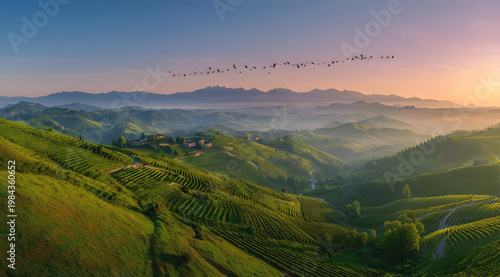 Terraced vineyards in rolling hills at sunrise with distant mountain range