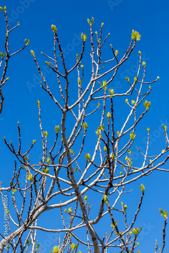 Fresh Young Fig Leaves and ...