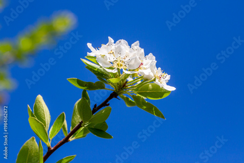 Blooming White Flowers of P...