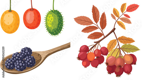 Wild and Exotic Fruit Illustration Icon Set Featuring Gac Fruit Bitter Melon Blackberries and Rowan Berry Branch for Organic Food Botanical and Herbal Design