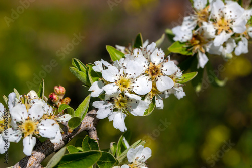 Blooming White Flowers of P...