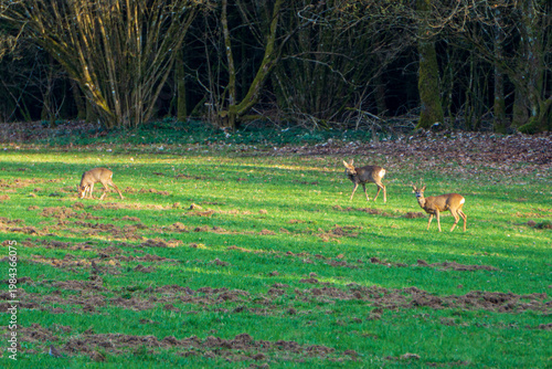Roe deer grazing on green meadow near forest