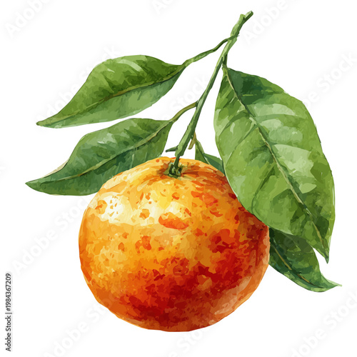 Mandarin watercolor artwork, high-quality professional vector illustration isolated on a white background.