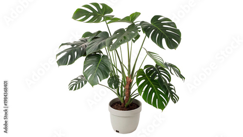 Photos Monstera plant in a white pot isolated on transparent background cut out