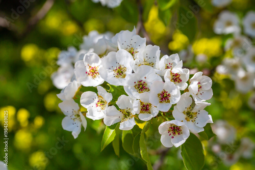 Tableau sur toile Beautiful White Pear Tree (Pyrus) Flowers Blooming in Spring Sunlight