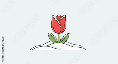 Simple red tulip with white tips emerging from snow