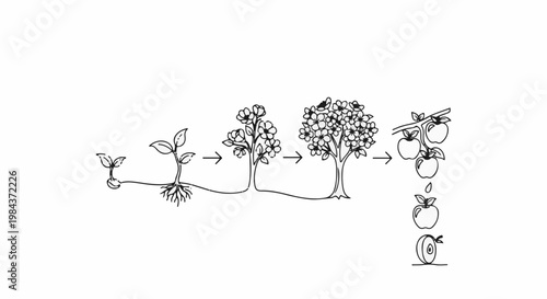 Stages of an apple tree's growth from seed to fruit production