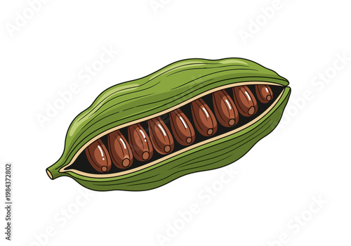 An illustration of a green pod with brown seeds spilling out naturally.