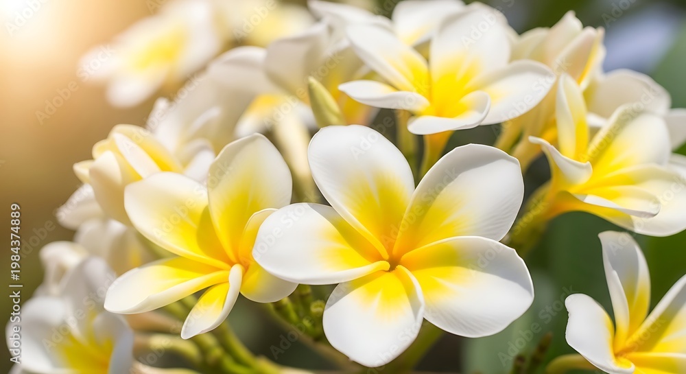Fototapeta premium Close-up of white and yellow plumeria flowers with sun flare tropical flower lei flower honeymoon flower plumeria frangipani