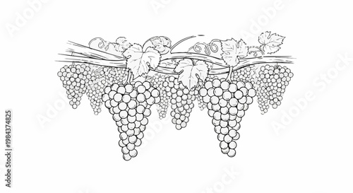 Ripe bunches of grapes with leaves hang from a vine