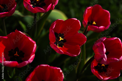 Red tulips in dramatic sunlight with deep shadows and rich contrast. Striking beauty and bold contrasts